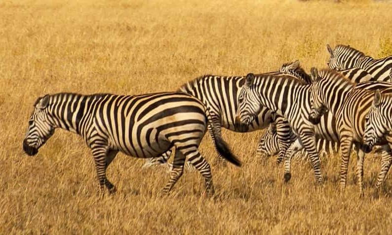 Destinations, vols et billets d’avion pas chers au départ de Paris Roissy (CDG) vers la Tanzanie | A vol d'oiseau.fr