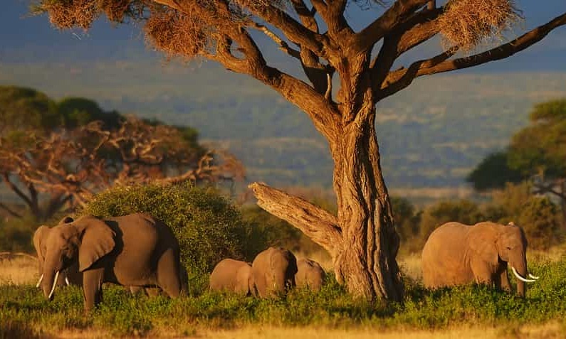 Destinations, vols et billets d’avion pas chers au départ de Marseille (MRS) vers le Kenya | A vol d'oiseau.fr