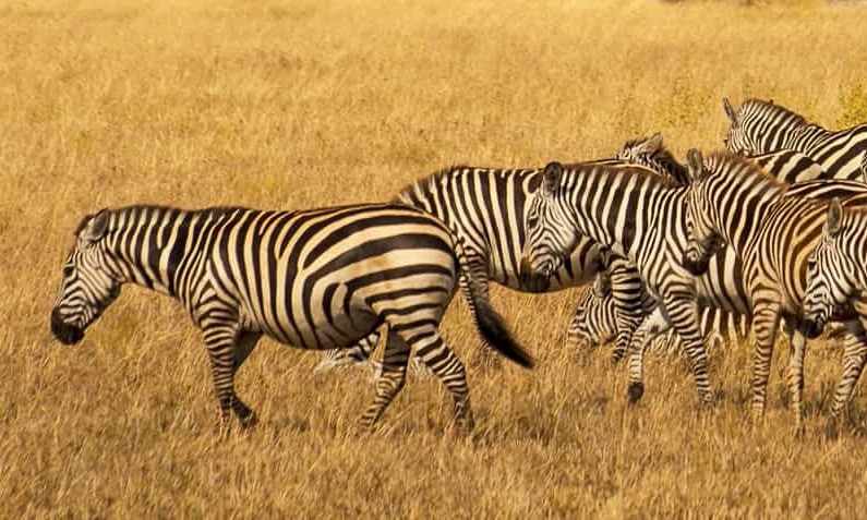 Destinations, vols et billets d’avion pas chers au départ de Marseille (MRS) vers la Tanzanie | A vol d'oiseau.fr